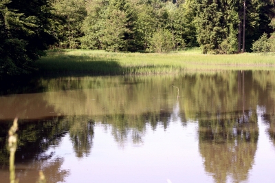 Waldsee 2