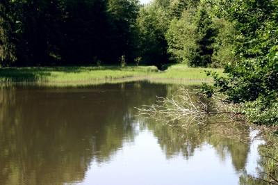 Waldsee 4