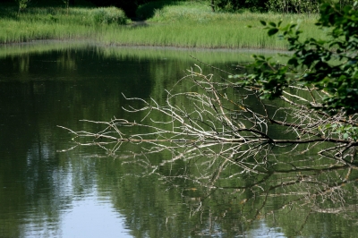 Waldsee 6