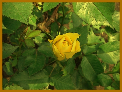 Gelbe Rose...mit Effekt