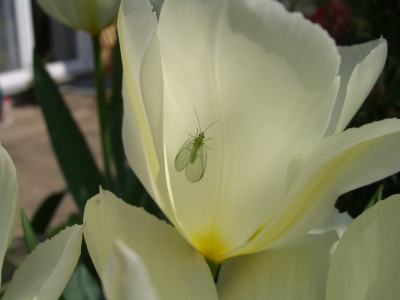 Flohrfliege auf Tulpe