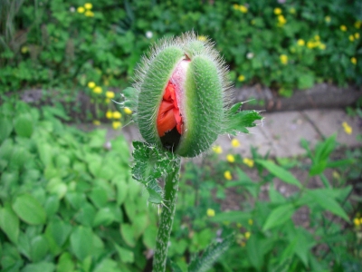 Mohn...noch geschlossen