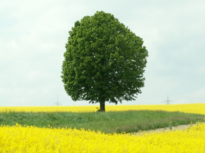 Baum im Rapsfeld
