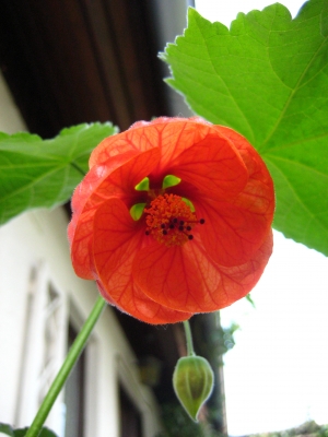 Hibiscus-Blüte