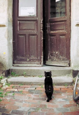 Katzenbesuch in der Luisenstraße