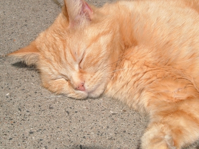 Portrait of a sleeping cat 1