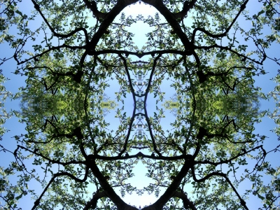 Kaleidoskop aus Apfelbaum