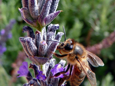 Biene im Lavendel