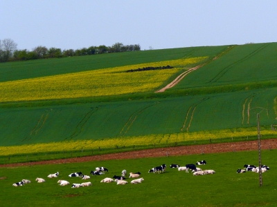 Wiesen und Felder