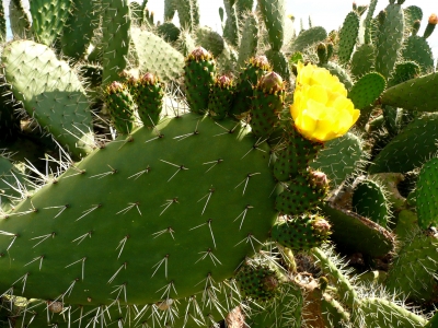 Kaktus mit Blüte