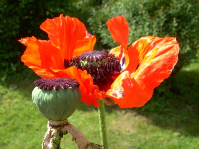 Mohn