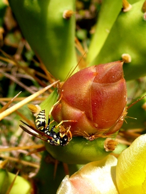 Kaktusblüte mit Insekt