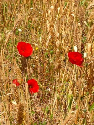 Mohn im Kornfeld