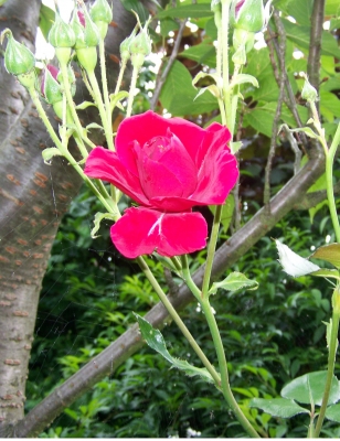Die erste Rose im Mai 2008