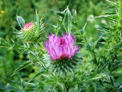 distel 2