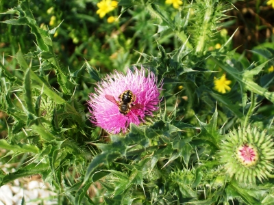 distel mit wespe 2