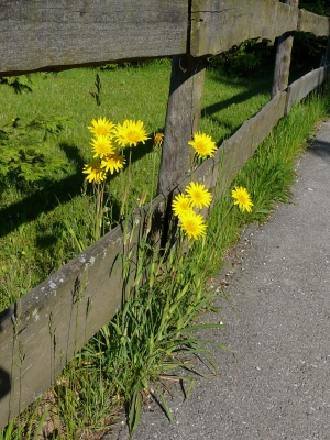 Blumen am Wegesrand