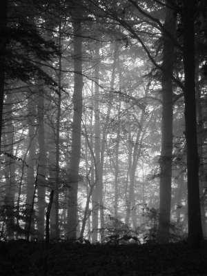 Wald im Nebel (s/w)