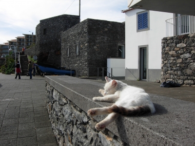 Katze auf Madeira