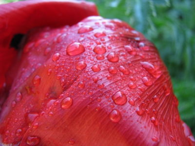 Mohn nach dem Regen