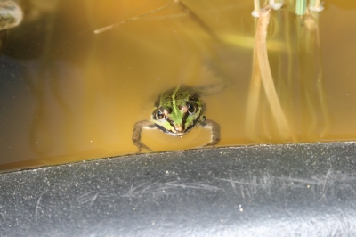 Frosch_01