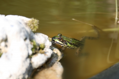 Frosch_02