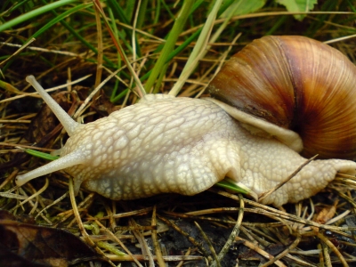 Weinbergschnecke