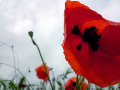 Mohn im Regen