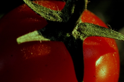 Tomatenstern