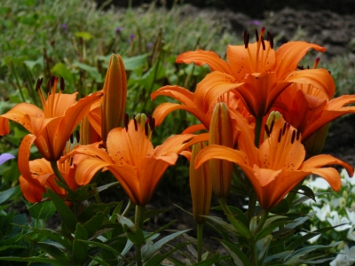 orange Lilien