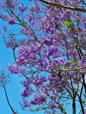 Jacaranda Baum