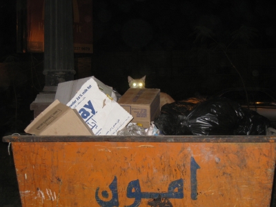 Ägyptische Müllkatze
