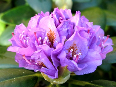 Glückssymbol:Rhododendronblüte