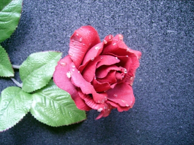 rose mit tautropfen