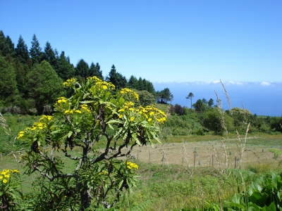 Löwenzahnbaum bei Santana / Madeira