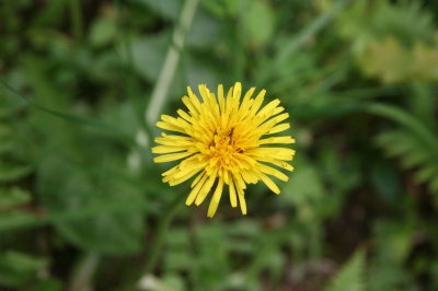 Blume, gelb