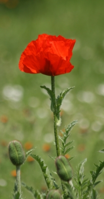 Mohn