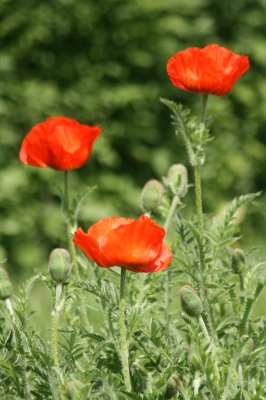 Mohn