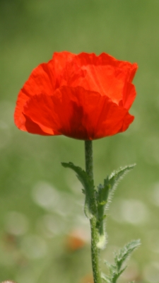 Mohn