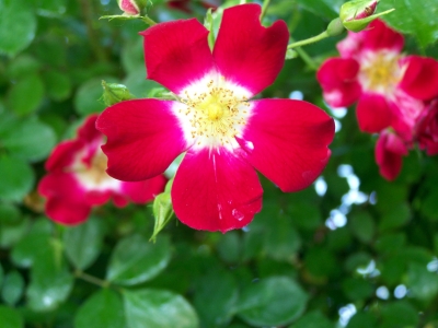 Heckenrose rot 3