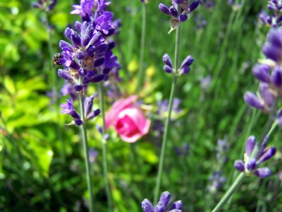 Lavendel 4