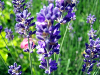 Lavendel 5