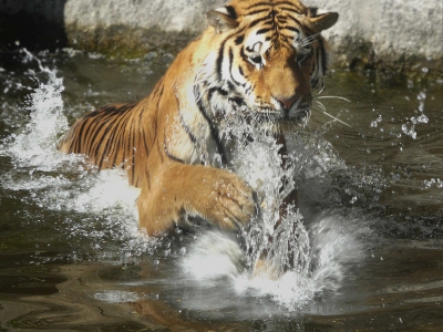 tiger im wasser