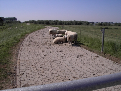 Schafe unter sich