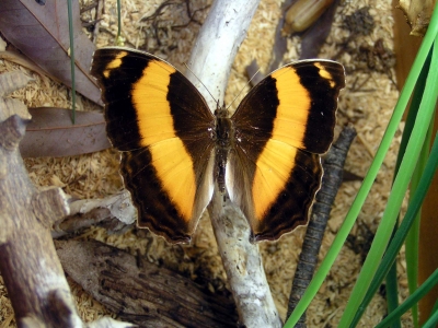 Schmetterling