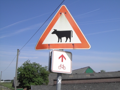 Vorfahrt für Kühe