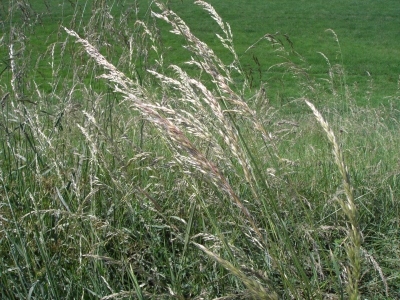 Gras im Sommerwind