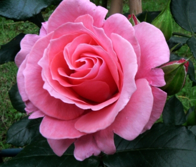 "Glühende" Rose