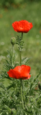 Mohn