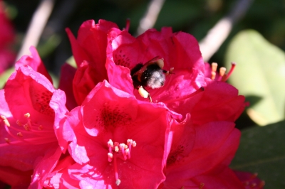 Rhododendron und Hummelpo ; ))